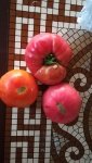 IMG_20210831_184450_resize_98.jpg